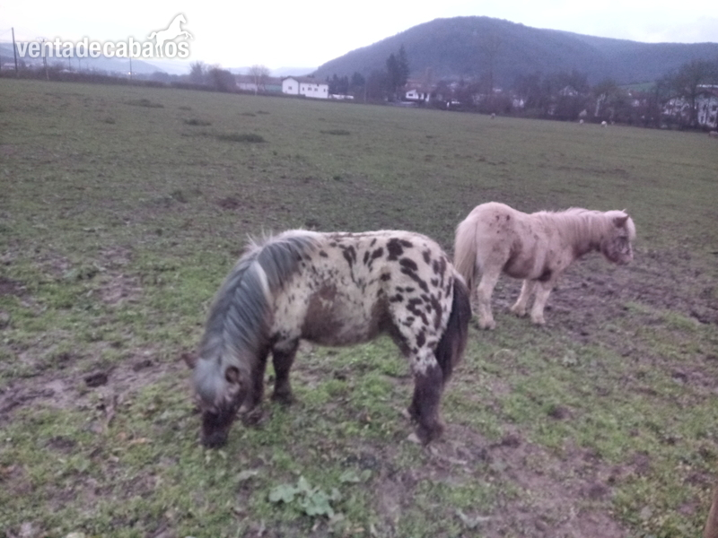 Ponys appaloosa ultzama - Ponis Pony Club Pony appaloosa