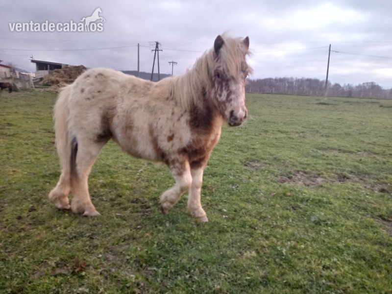 Ponys appaloosa ultzama - Pony appaloosa