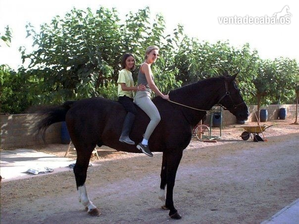 COMPRO caballo de salto in 