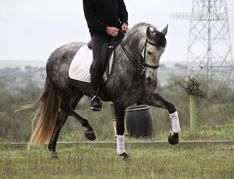Gran Caballo PRE sin papeles in 