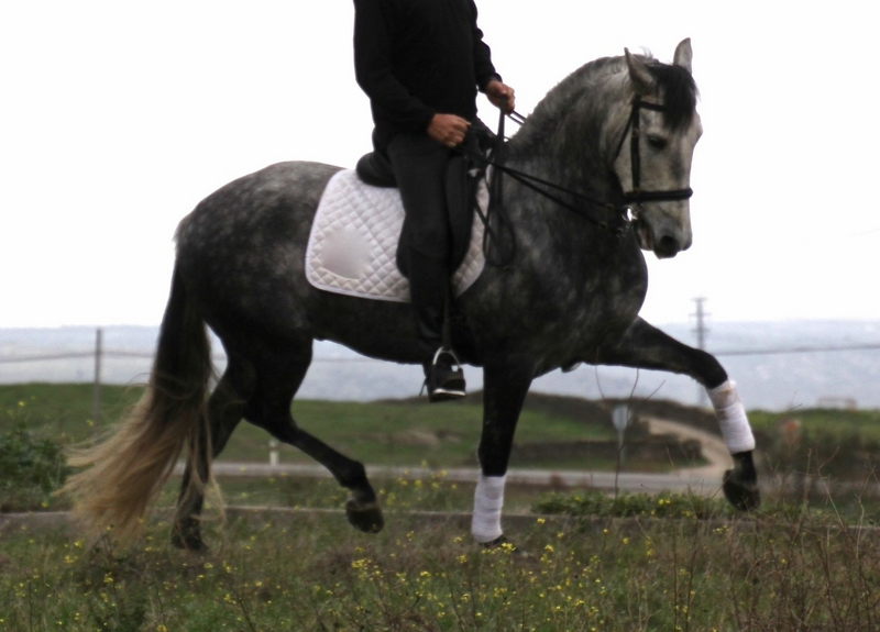 Caballos Capados Pura Raza Española - Gran Caballo PRE sin papeles