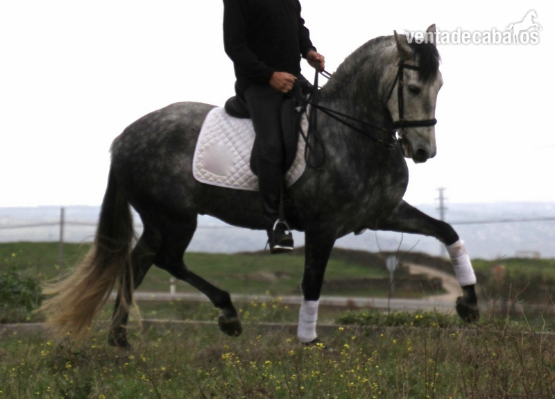Caballos Capados Pura Raza Española - Gran Caballo PRE sin papeles