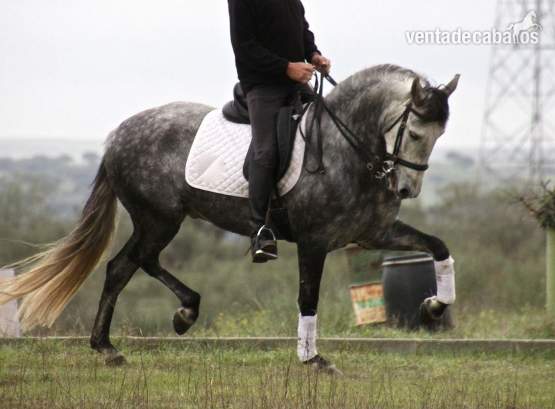 Gran Caballo PRE sin papeles - Caballos Capados Pura Raza Española