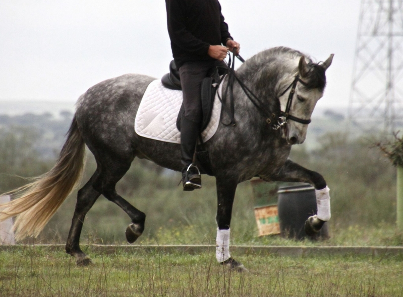 Gran Caballo PRE sin papeles - Caballos Capados Pura Raza Española
