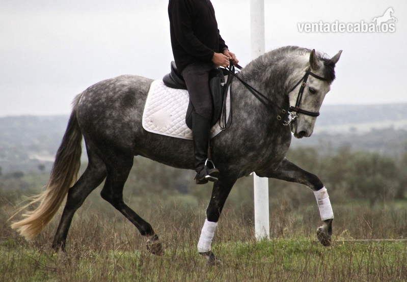 Gran Caballo PRE sin papeles - Pura Raza Española