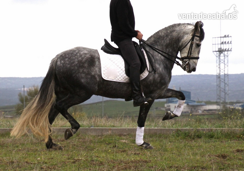 Gran Caballo PRE sin papeles - Caballos Capados