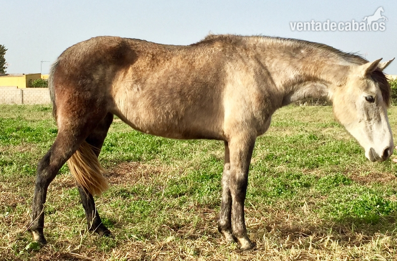Lote de dos yeguas/potras in 