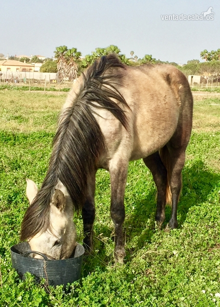Caballos Pura Raza Española (P.R.E.) Pura Raza Española - Lote de dos yeguas/potras