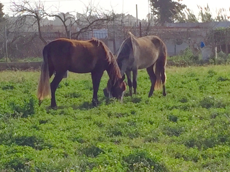 Lote de dos yeguas/potras - Caballos Pura Raza Española (P.R.E.) Pura Raza Española