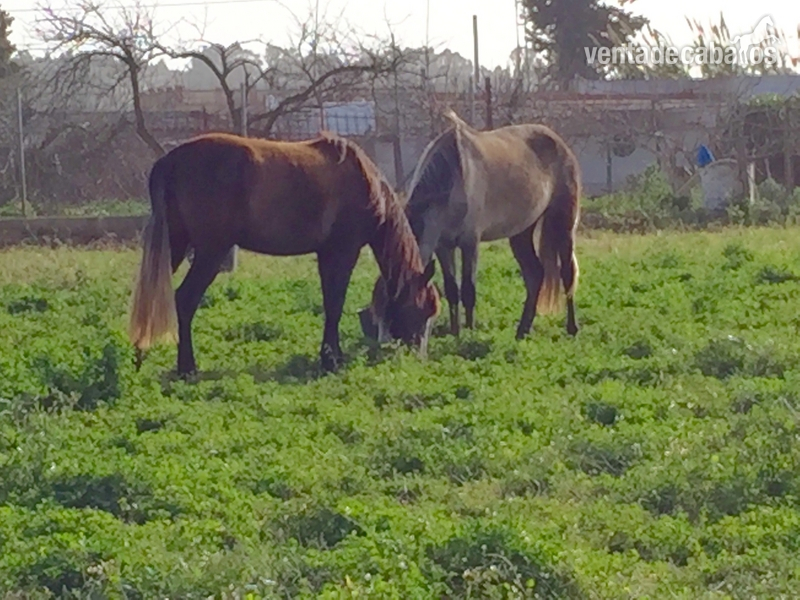 Lote de dos yeguas/potras - Caballos Pura Raza Española (P.R.E.) Pura Raza Española