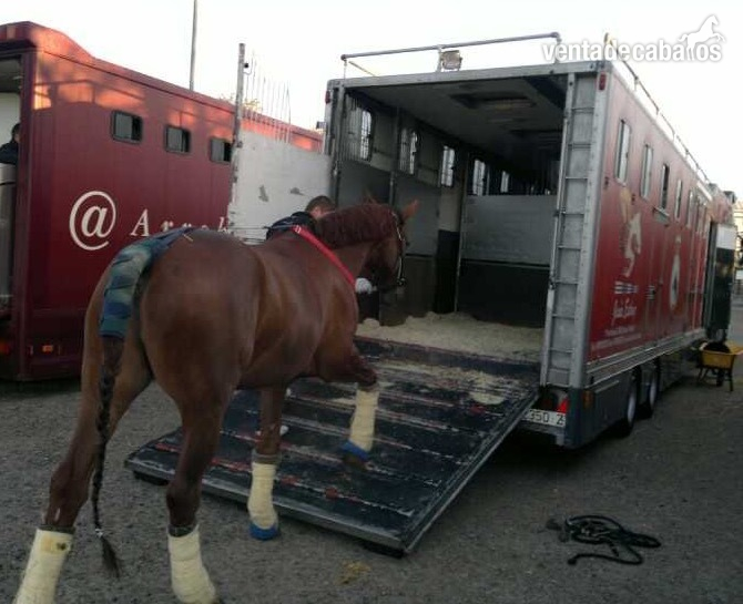 Venta de camiones de caballos in 