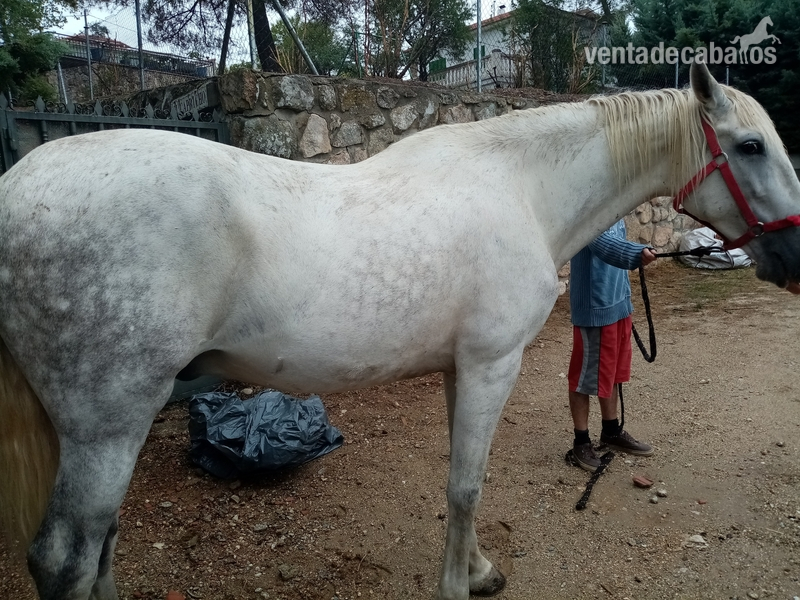 Vendo caballo tordo in 