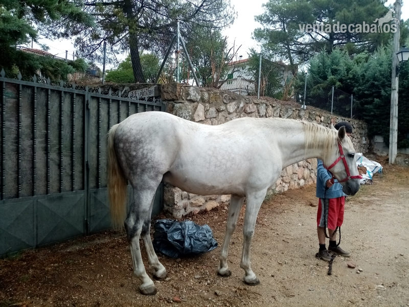 Caballos Capados Cruzado en español  - Vendo caballo tordo