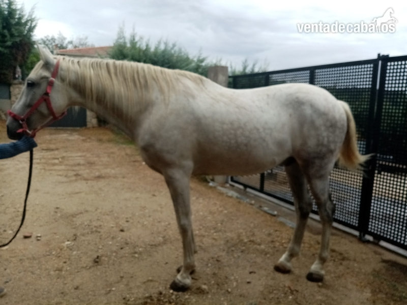 Vendo caballo tordo - Caballos Capados Cruzado en español 