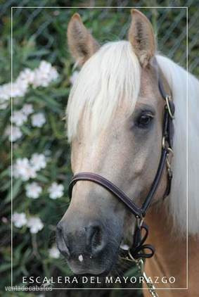EN VENTA PONI C in 