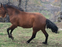 Potro pre x utrerano vii
