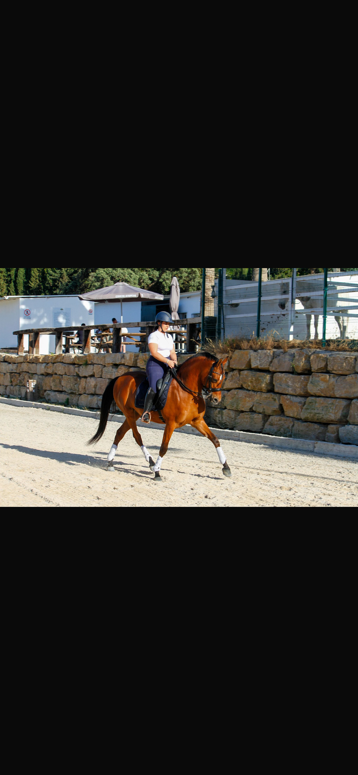 Caballo Hispano Árabe EMPTY - Se vende caballo hispanoárabe 