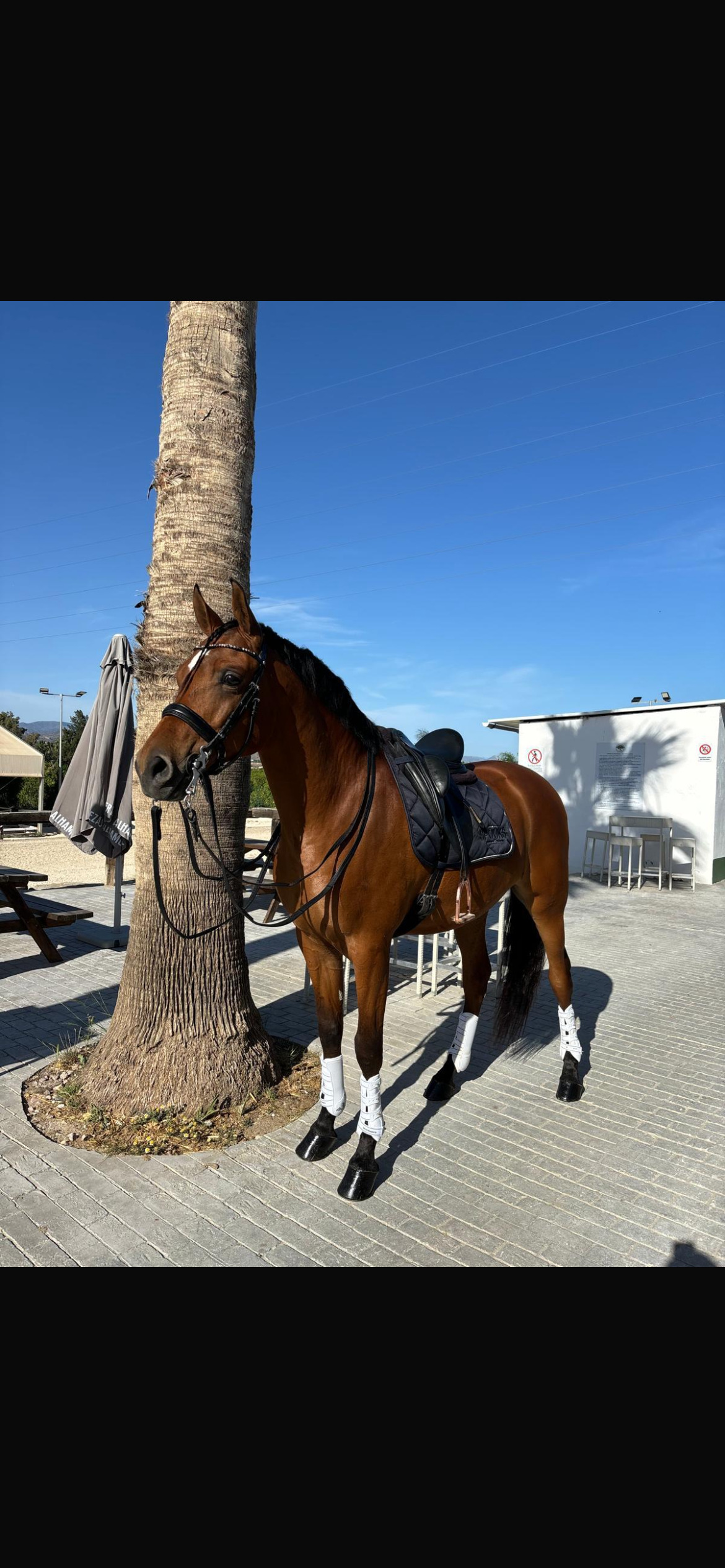 Se vende caballo hispanoárabe  - Caballo Hispano Árabe