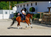 Se vende caballo hispanoárabe 