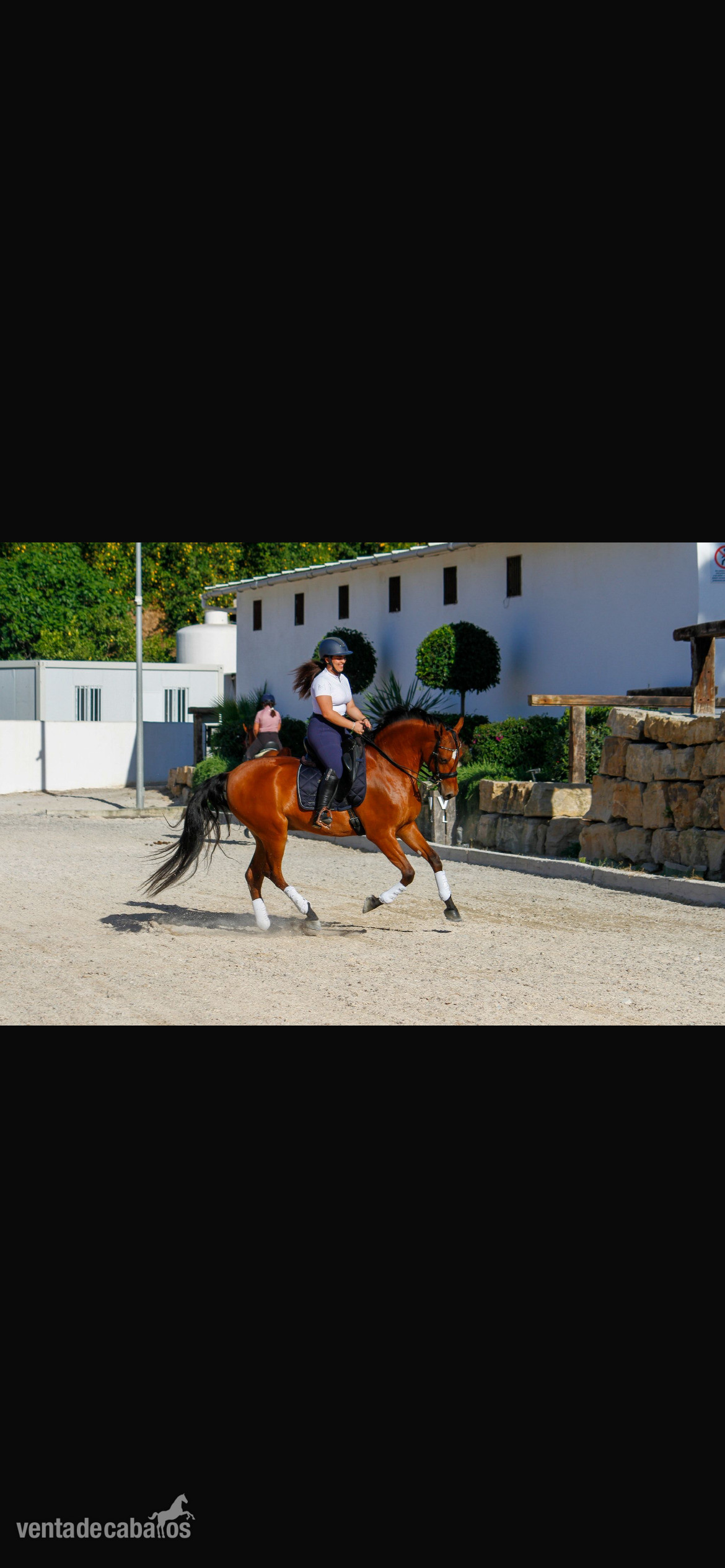 Se vende caballo hispanoárabe  in 