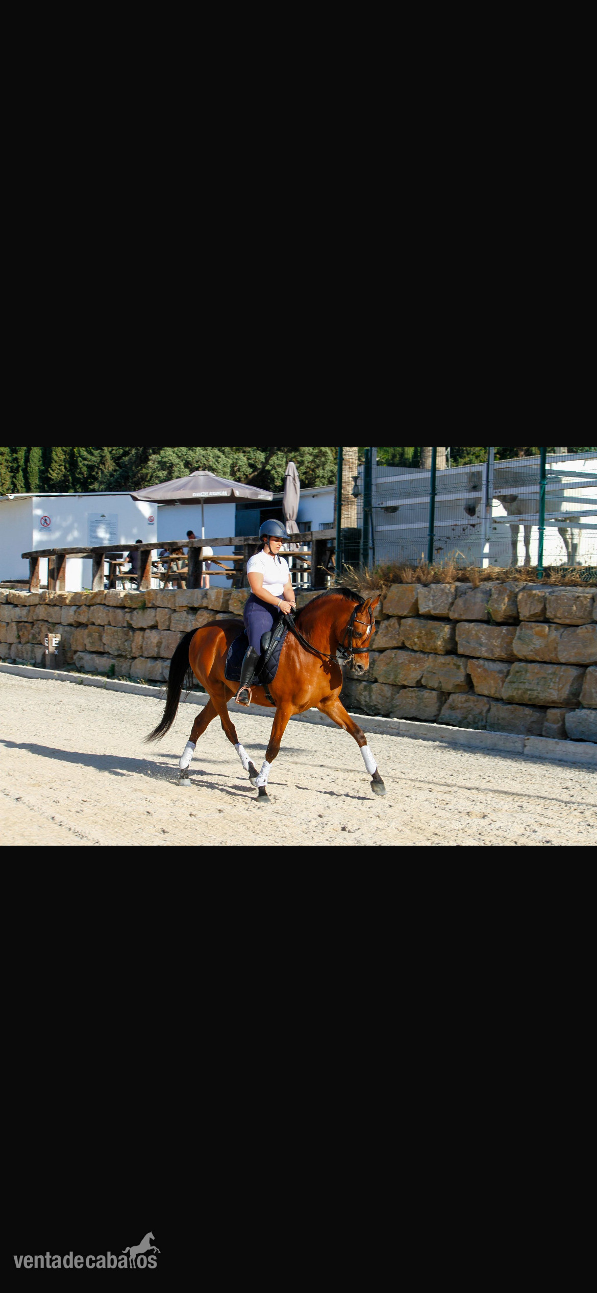 Caballo Hispano Árabe EMPTY - Se vende caballo hispanoárabe 