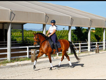 Se vende caballo hispanoárabe