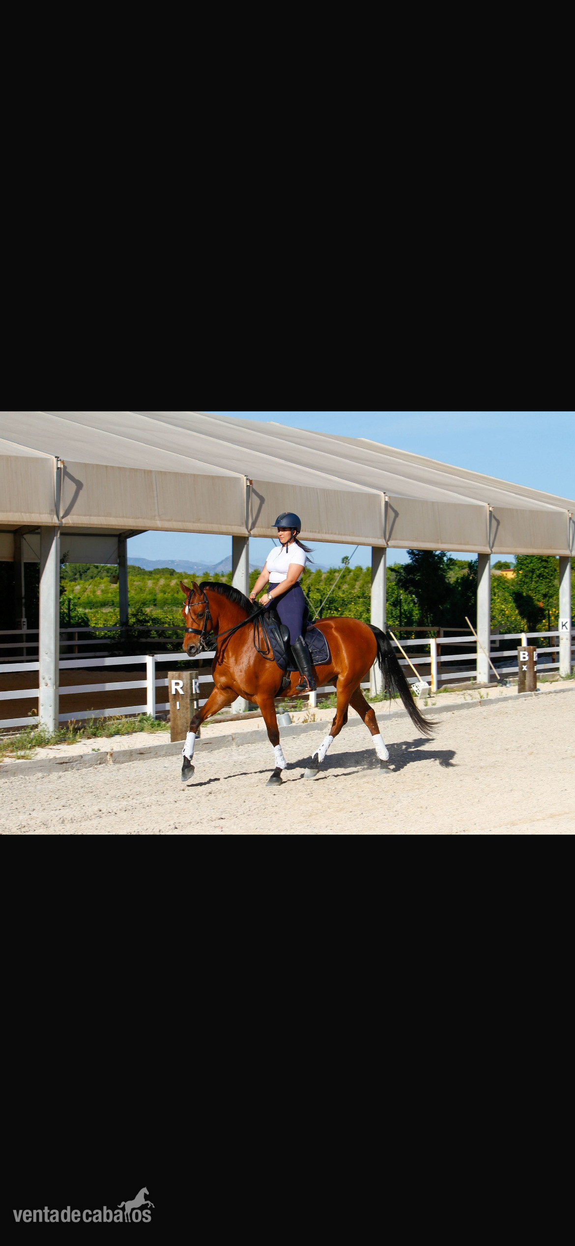 Se vende caballo hispanoárabe  - Caballo Hispano Árabe EMPTY