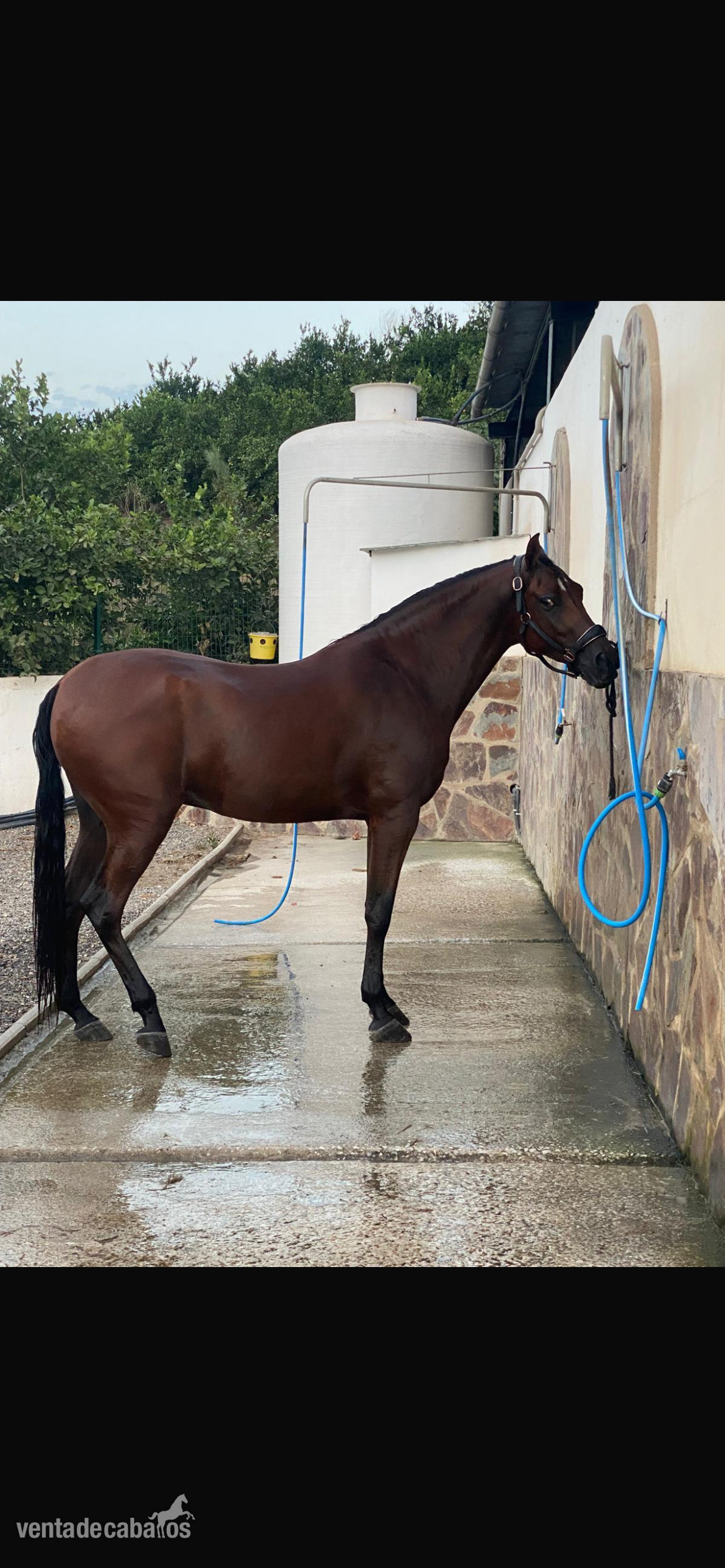 Se vende caballo hispanoárabe  - EMPTY