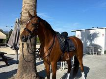 Se vende caballo hispanoárabe 