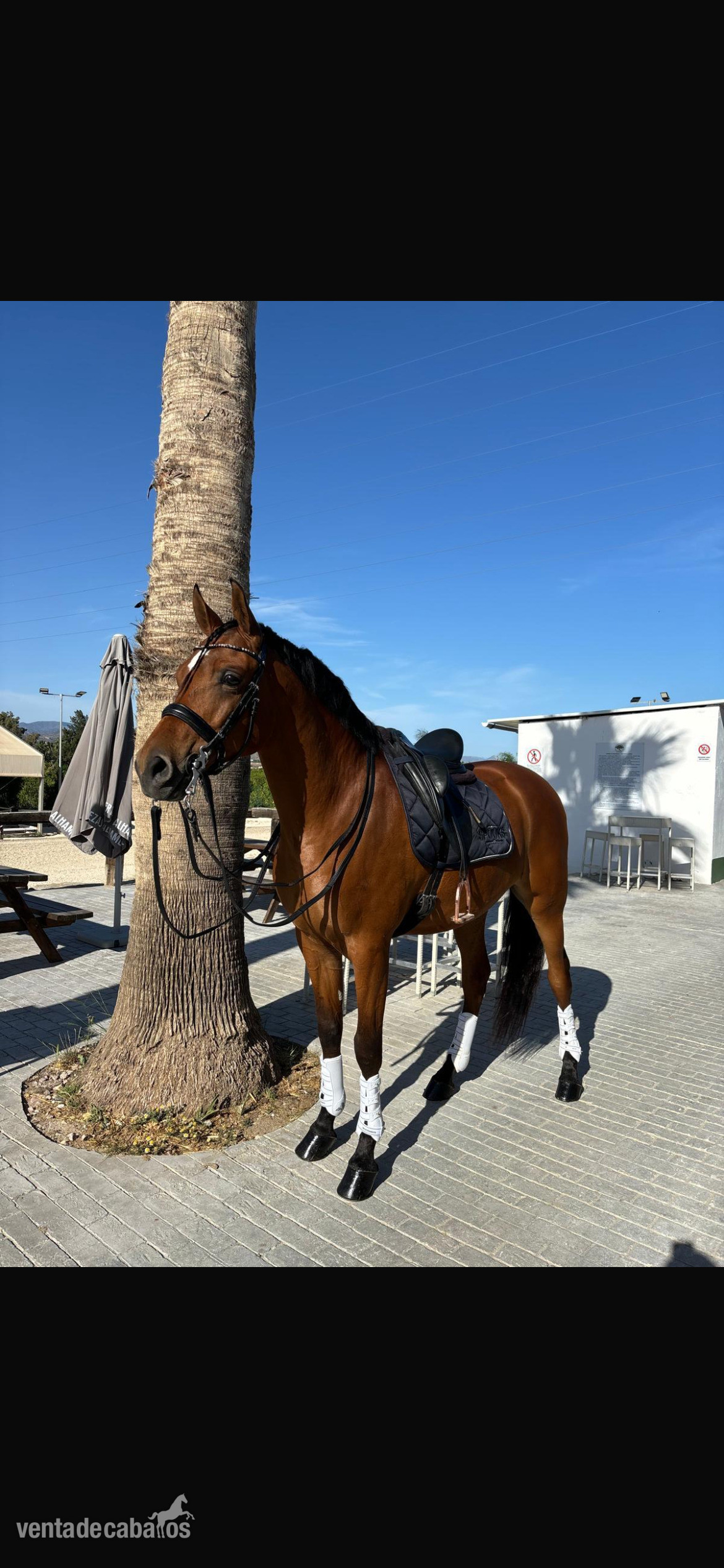 Se vende caballo hispanoárabe  - Caballo Hispano Árabe