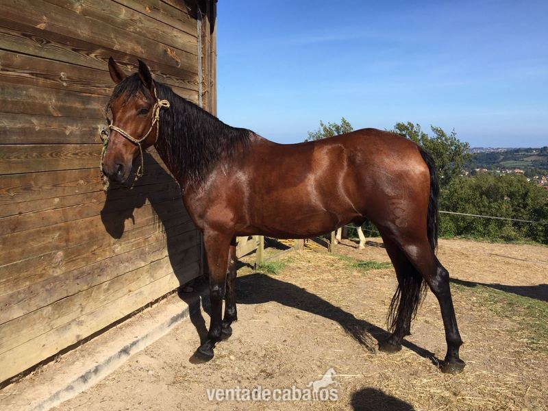Caballo buenisimo en venta in 