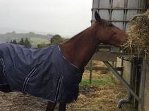 Caballo buenisimo en venta
