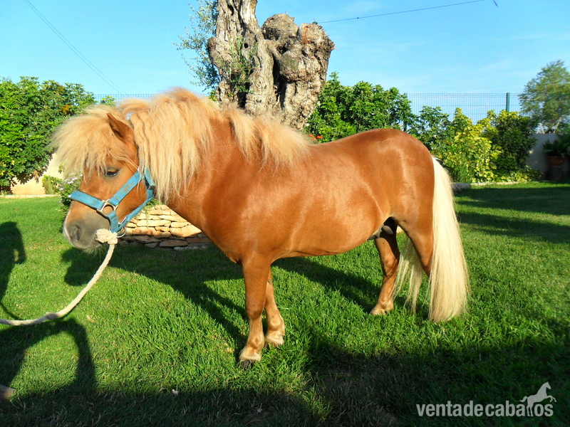 venta de poni shetland in 