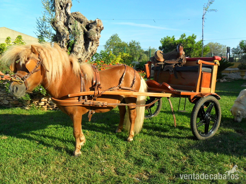 Poni Shetland 