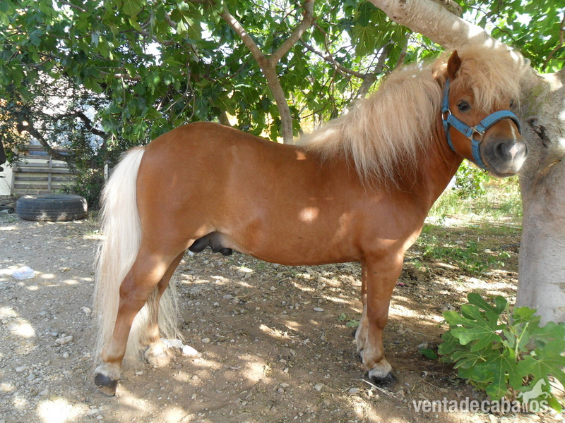 Poni Shetland  {TYPE}