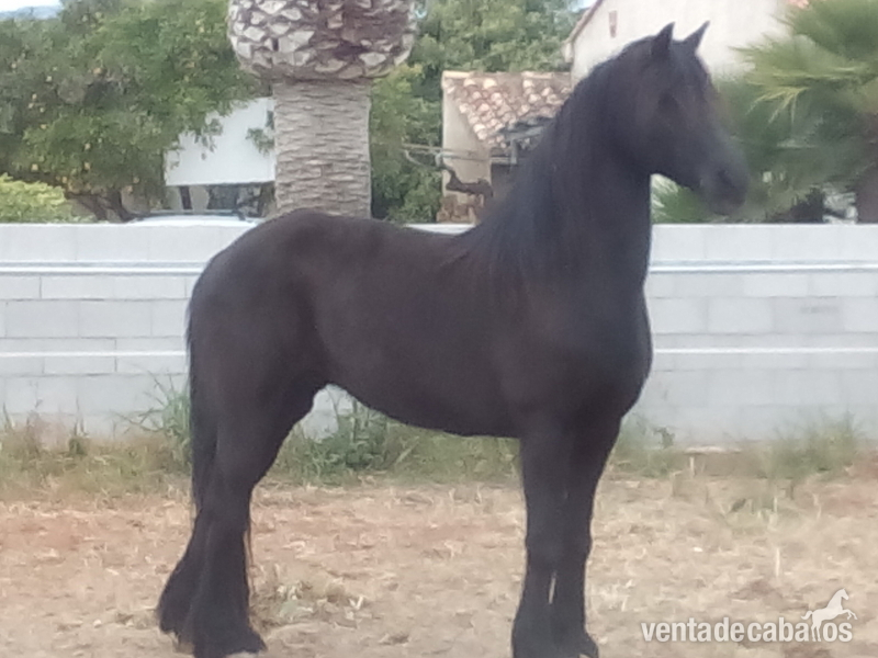 Yegua Frisona muy mansa in 