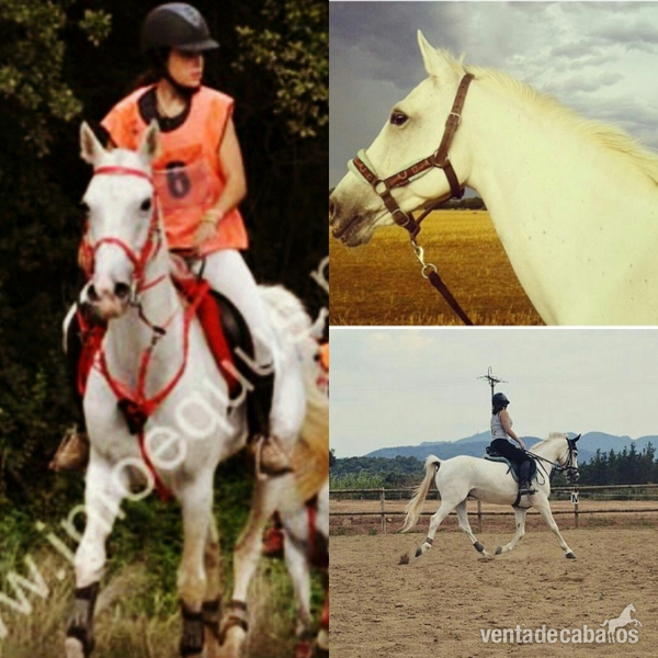 Se vende caballo árabe. in 