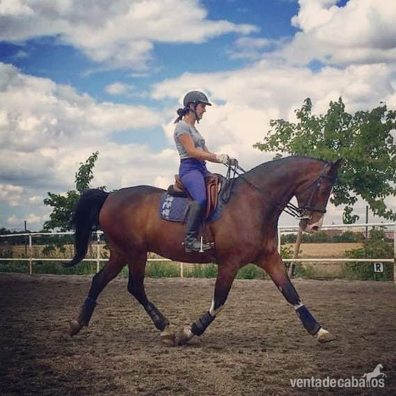 Vendo Caballo CDE in 