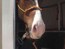 Vendo Caballo CDE