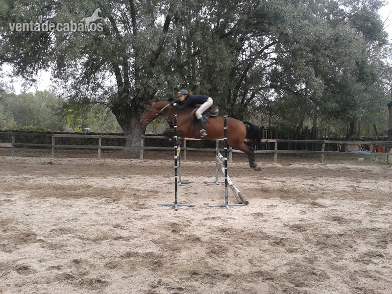 Caballo de salto y doma ideal iniciacion in 