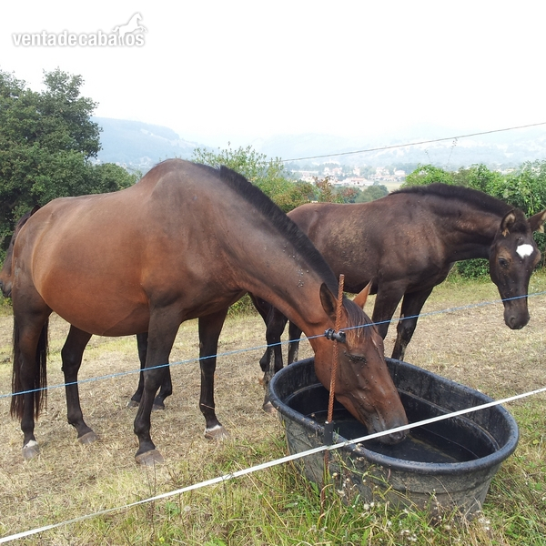 Andaluz