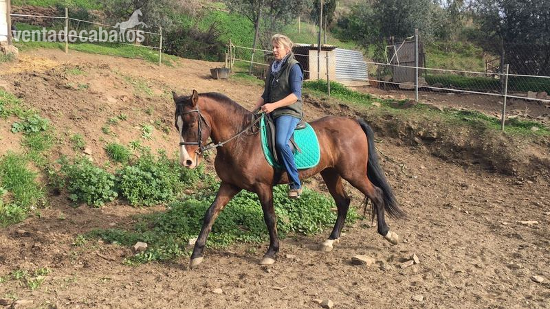 Caballos Pura Raza Española (P.R.E.) Pura Raza Española - PRE macho castrado 