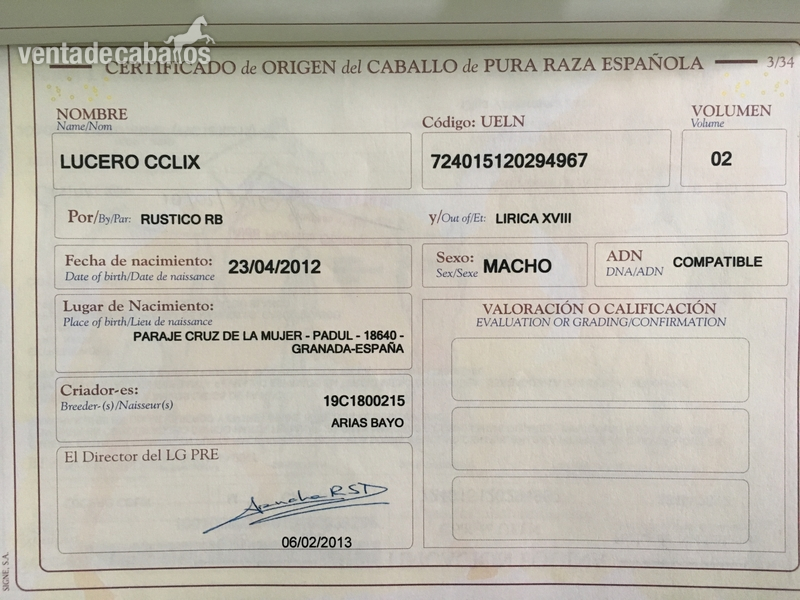 PRE macho castrado  - Caballos Pura Raza Española (P.R.E.) Pura Raza Española