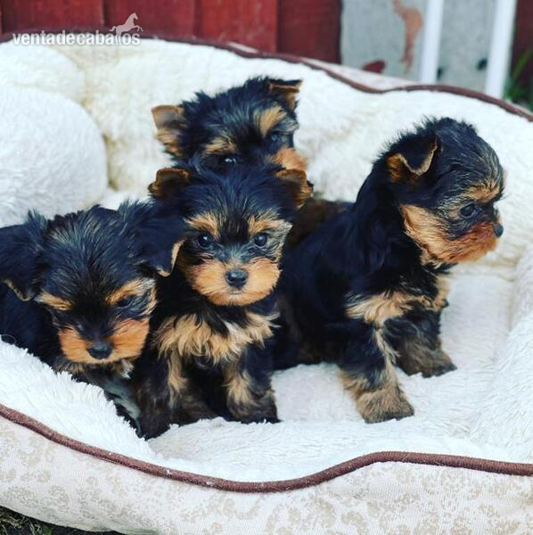 ¡Adorable, adorable y juguetón Yorkie! in 