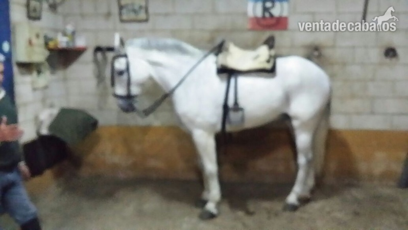 Venta caballo de acoso y derribo  in 