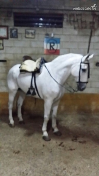 Caballo de Deporte Español (CDE)