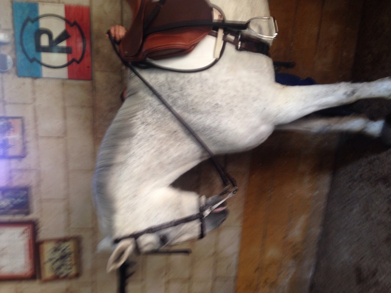 Caballo de Deporte Español (CDE) {TYPE}