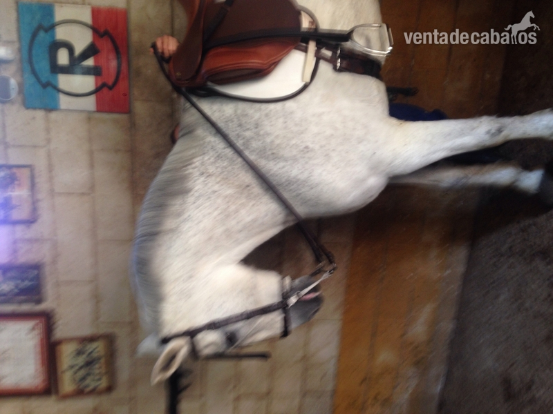 Caballo de Deporte Español (CDE) {TYPE}