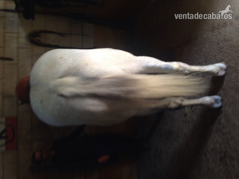 Caballos Capados Caballo de Deporte Español (CDE) - Venta caballo de acoso y derribo 