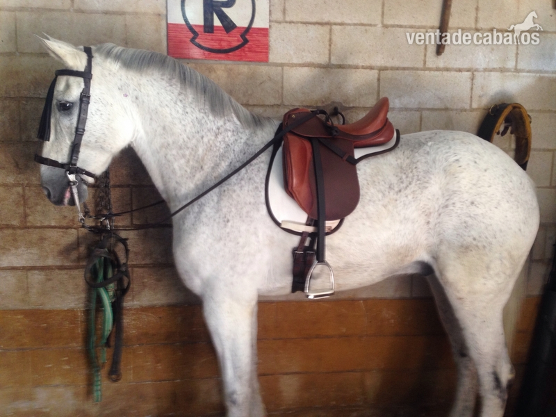Venta caballo de acoso y derribo  - Caballos Capados Caballo de Deporte Español (CDE)